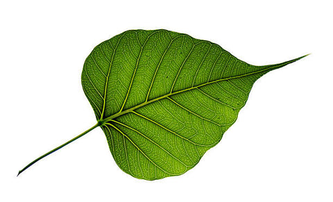 iBodhi Bodhi Leaf Image