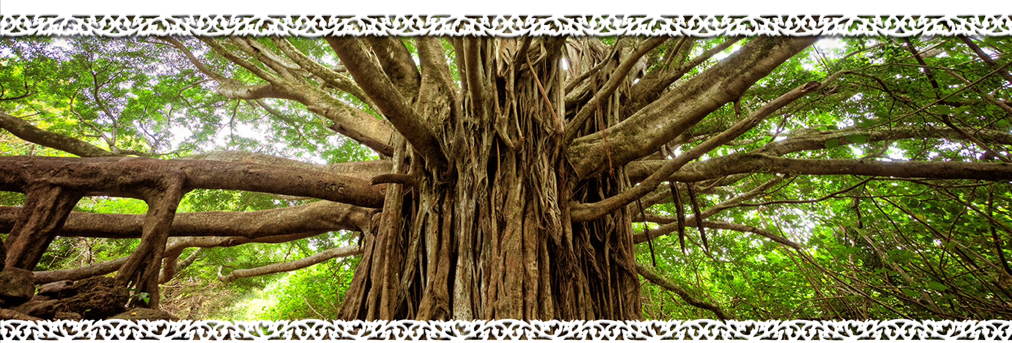 iBodhi Bodhi Tree About Us Image